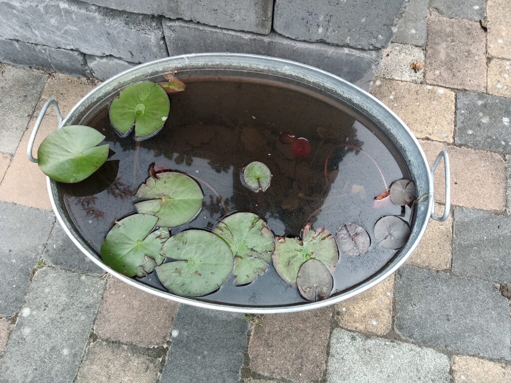 fågelbad bland näckrosor i zinkbalja